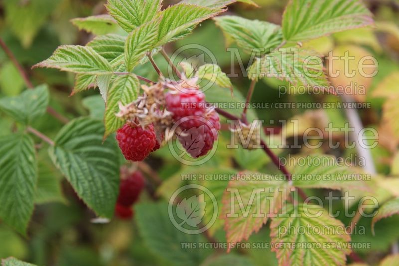 Rubus Willamette (red raspberry) 1 