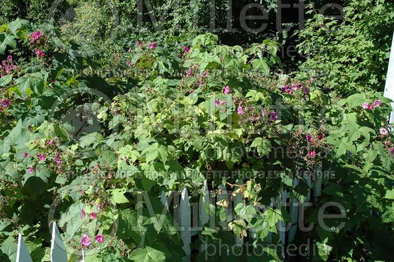 Rubus odoratus (Raspberry) 1 