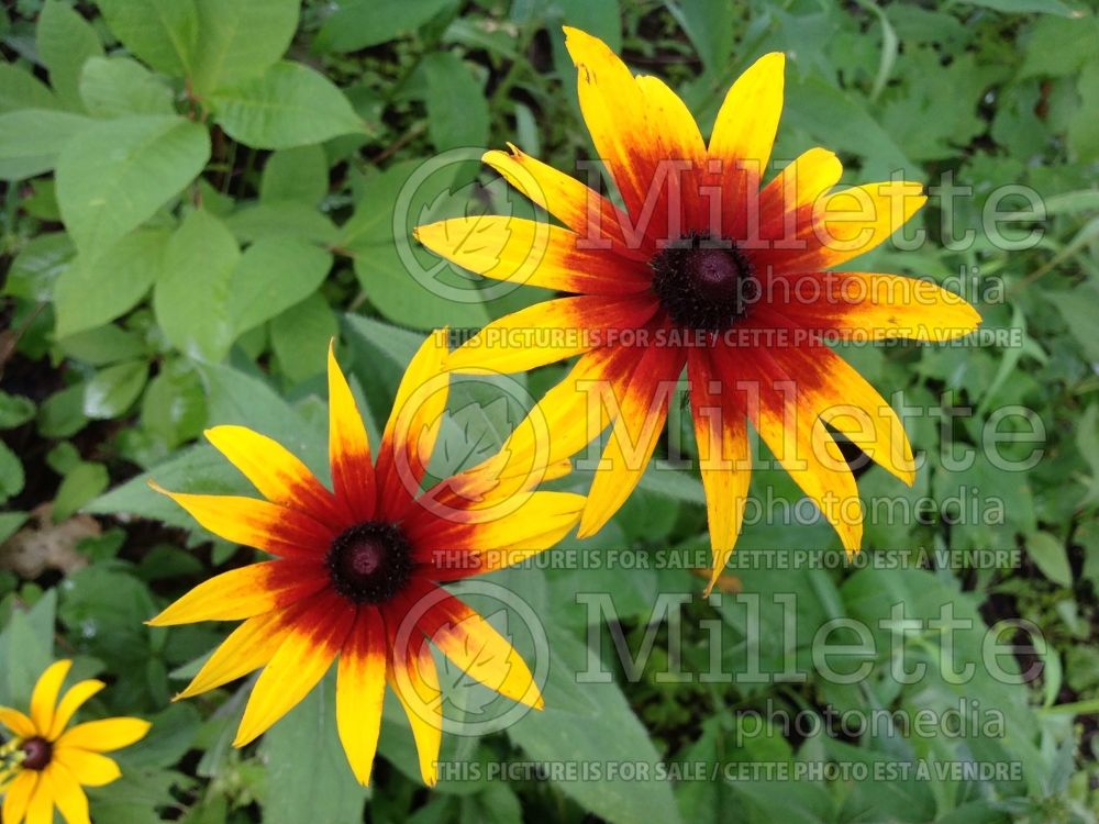 Rudbeckia hirta (Black-eyed Susan gloriosa daisy) 4 