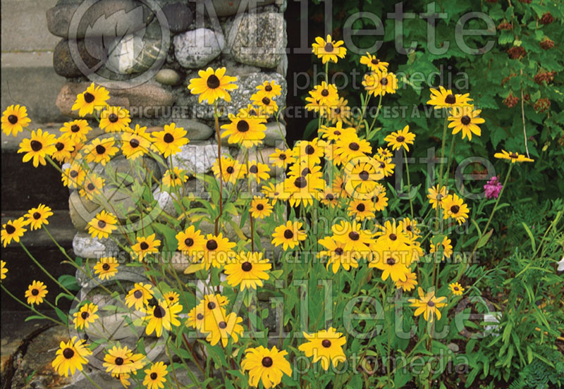 Rudbeckia hirta (Black-eyed Susan gloriosa daisy) 1