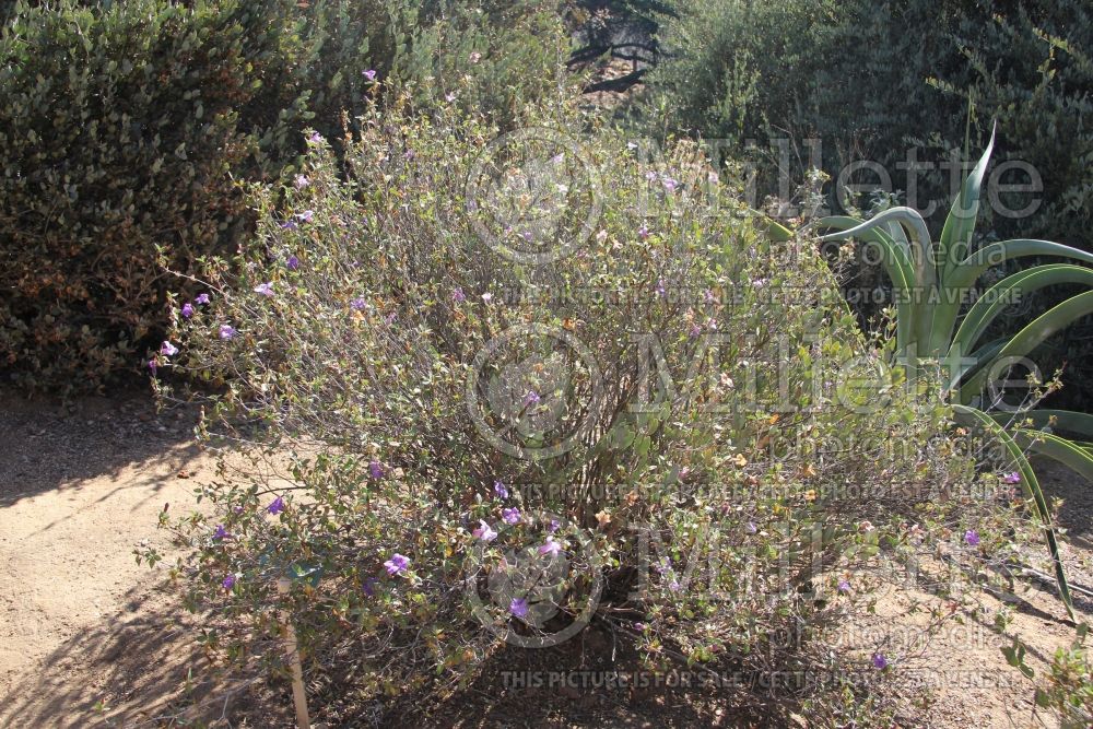 Ruellia peninsularis (Desert ruellia) 1 