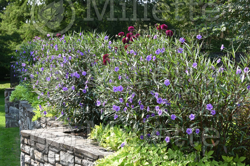 Ruellia Purple Showers (Mexican petunia) 1 
