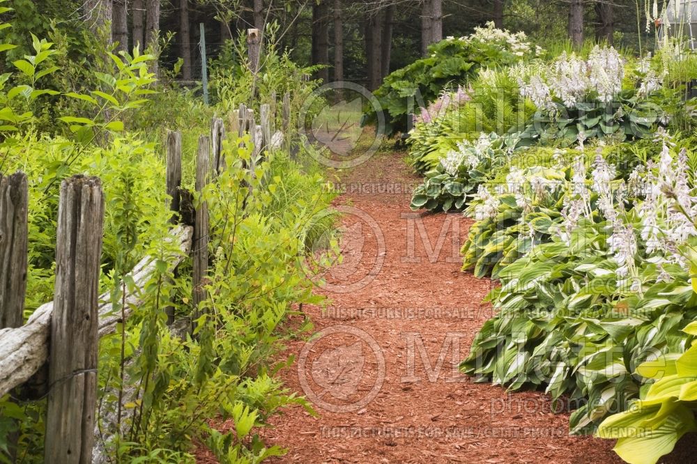 Rustic wooden fence and red cedar mulch path through borders with Hosta and Astilbe plants  1