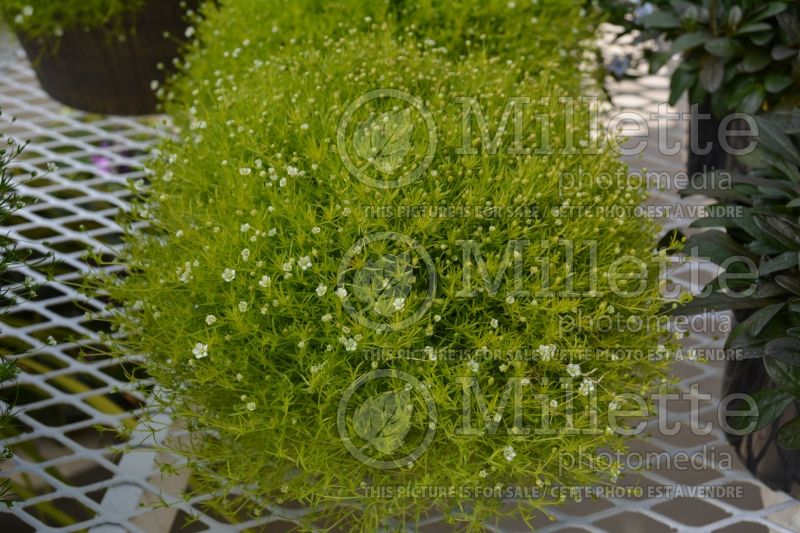 Sagina Lime Moss (Pearlwort) 1 