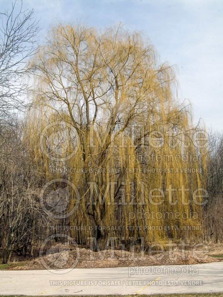 Salix alba (white willow) 1 
