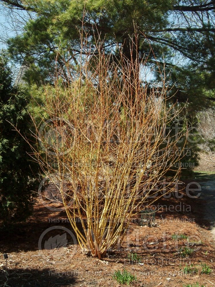 Salix Britzensis (Willow) 3 