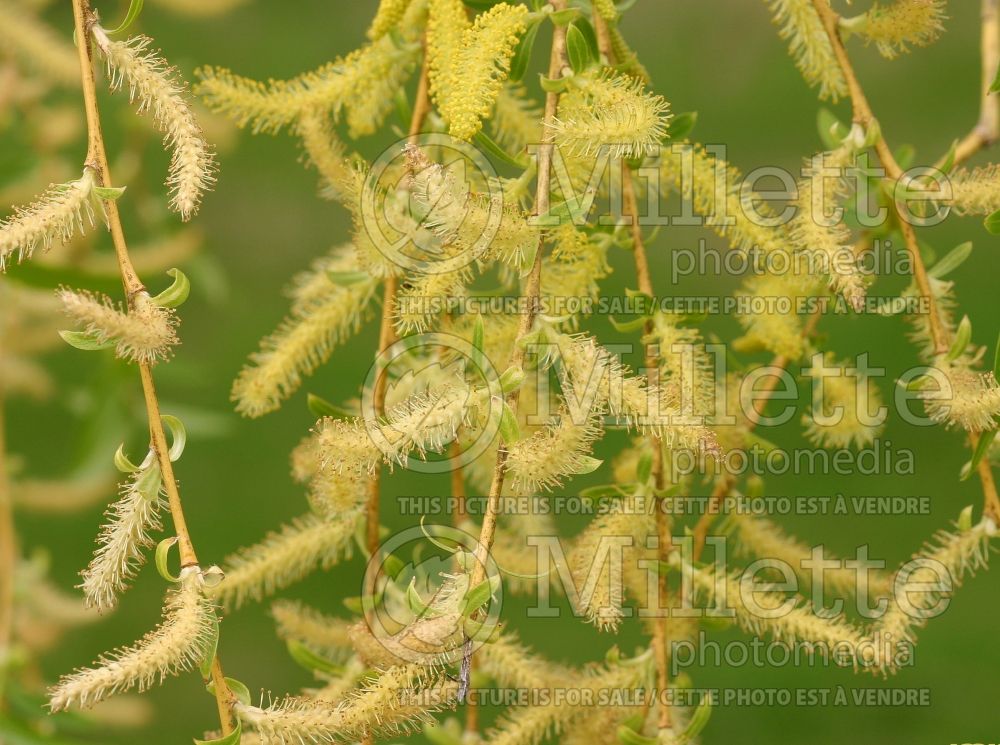 Salix Tristis (Willow) 3 