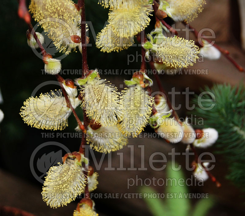 Salix Pendula or Kilmarnock (Willow)  3