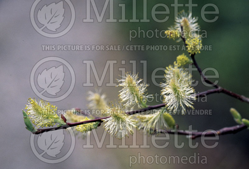 Salix discolor (Pussy Willow - saule) 1 