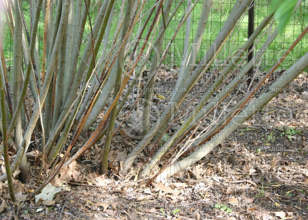 Salix irrorata (Bluestem or Sandbar Willow) 2 