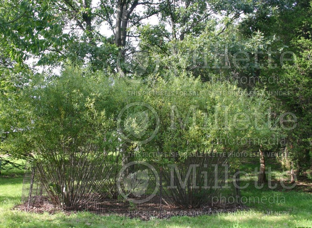 Salix irrorata (Bluestem or Sandbar Willow) 1 
