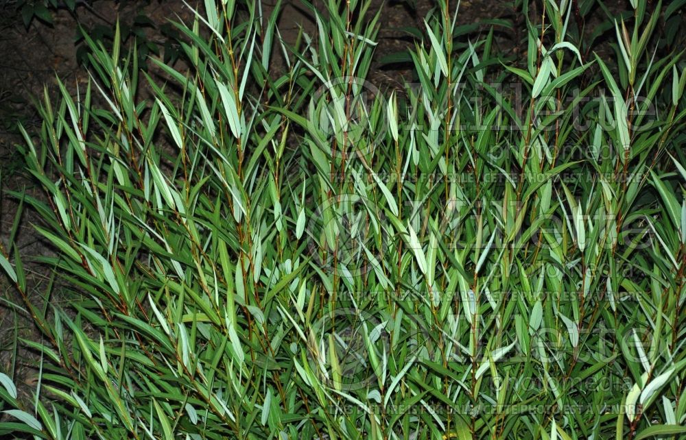 Salix lucida ssp. lasiandra (Willow) 1 
