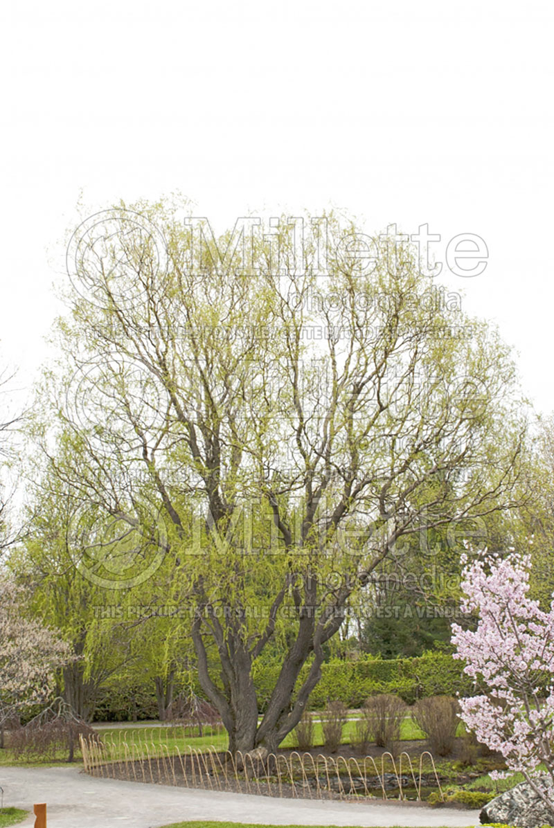 Salix Golden Curls (willow) 1 