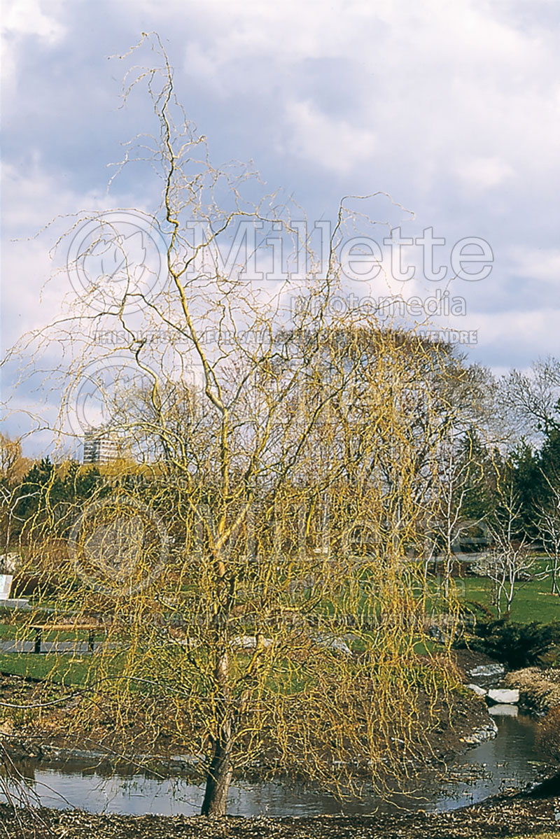 Salix Golden Curls (willow) 2 