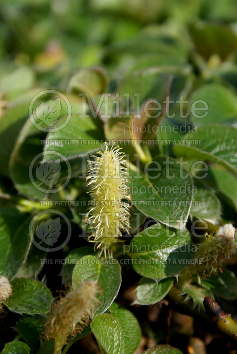 Salix nakamurana var. yezoalpina (Willow) 6 