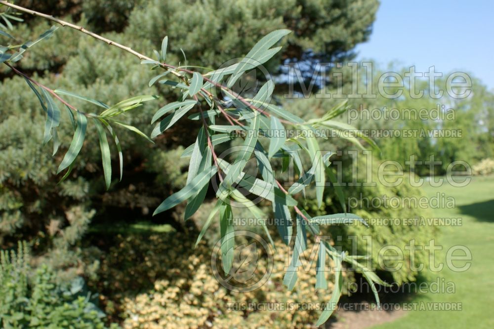 Salix Pendula (weeping purple willow) 1 