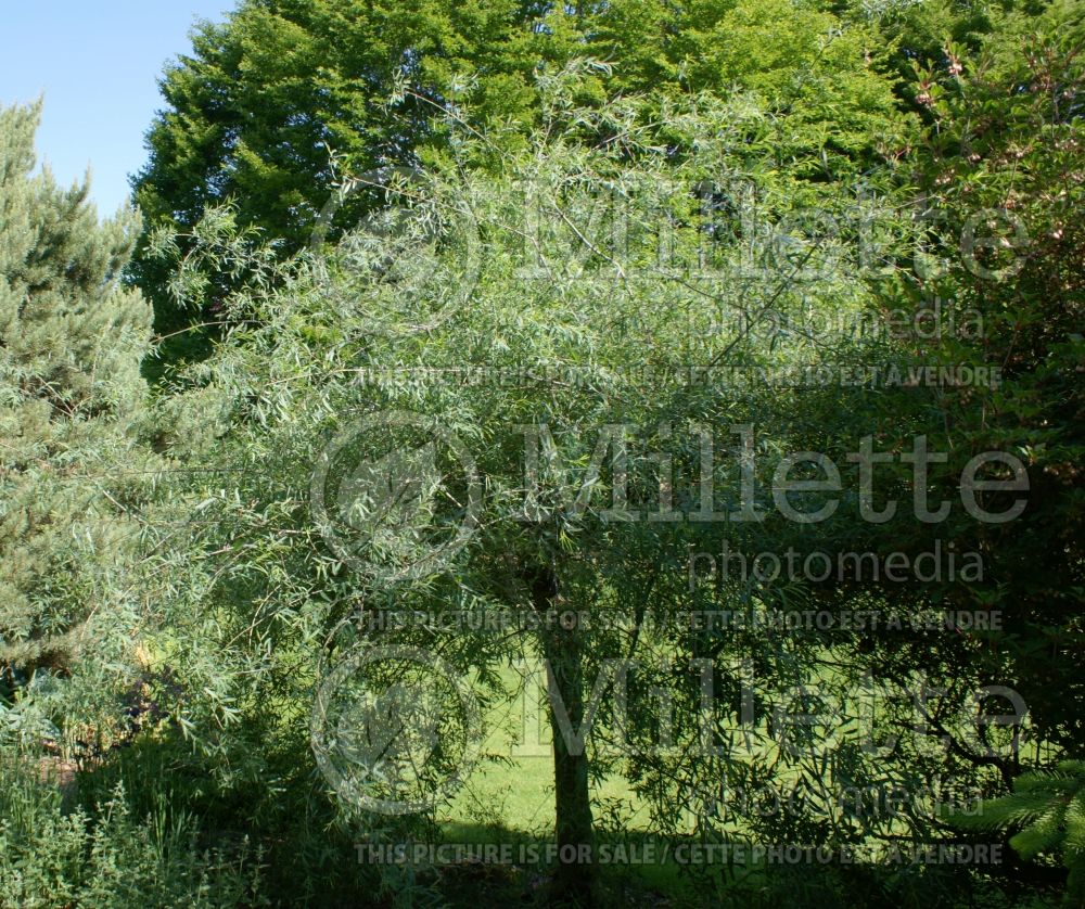 Salix Pendula (weeping purple willow) 2 