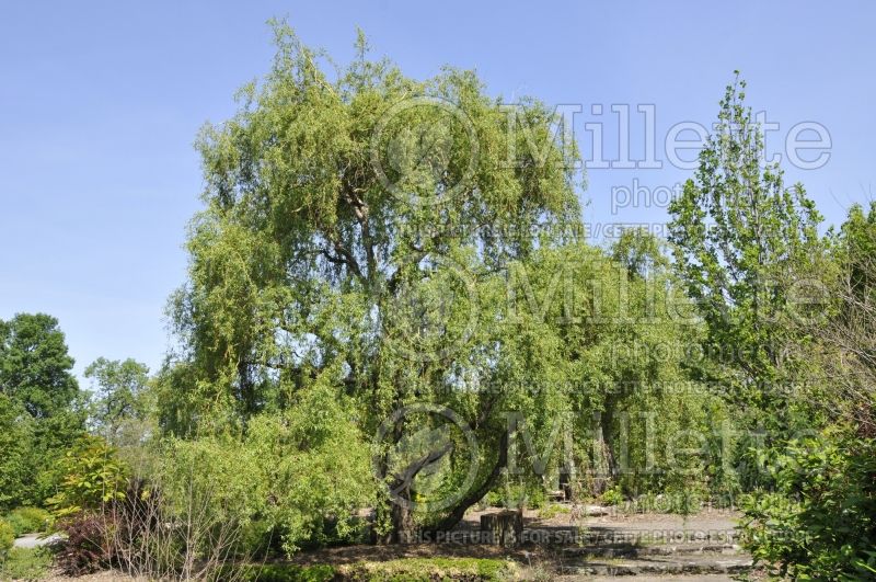 Salix Scarlet Curls (Weeping willow) 1 