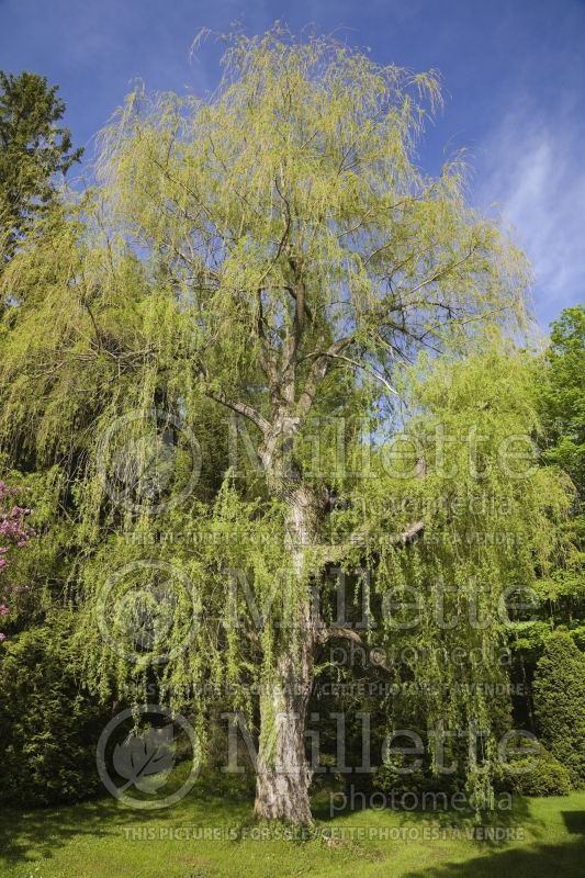 Salix - Weeping Willow tree in backyard garden in spring