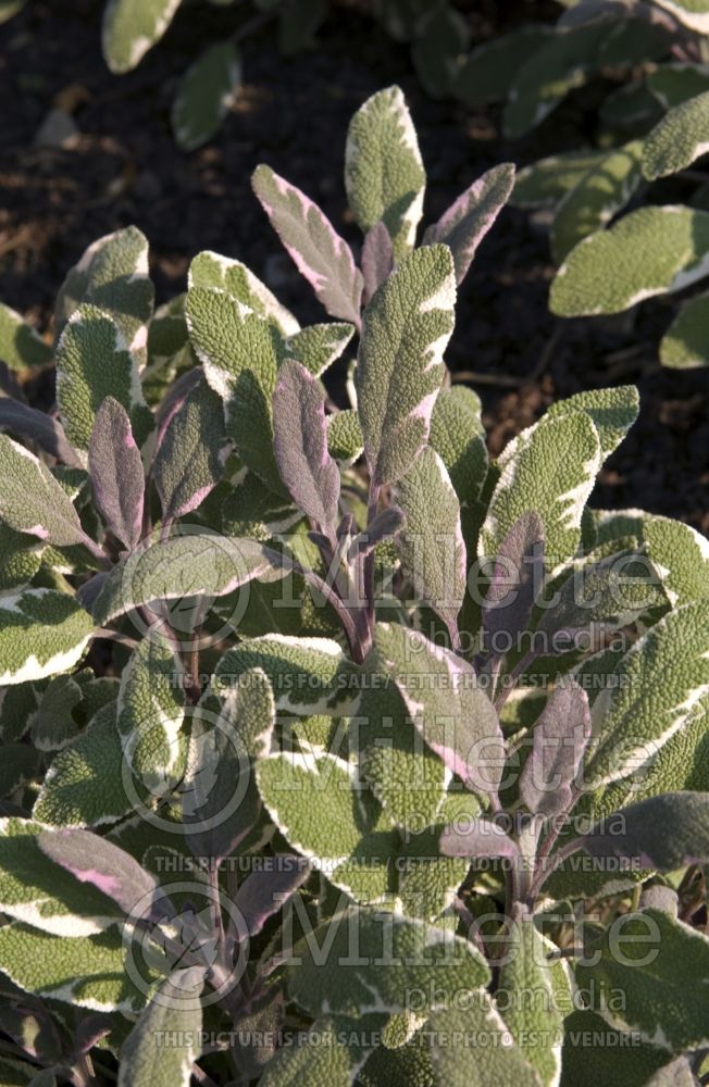 Salvia Tricolor (Sage) 5 