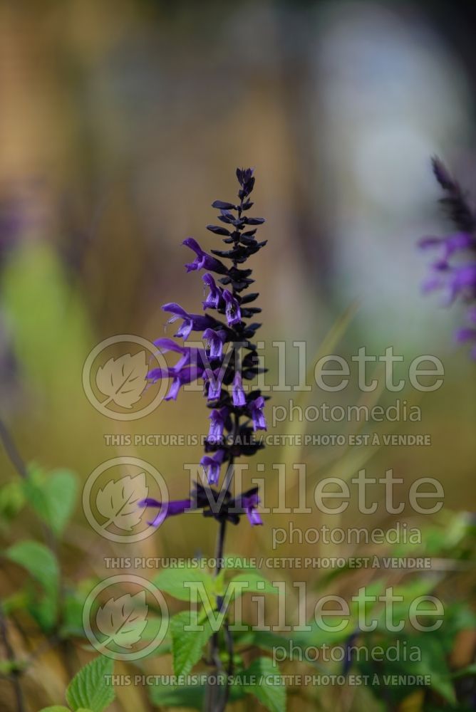 Salvia Amistad (Forsythia Sage) 1  