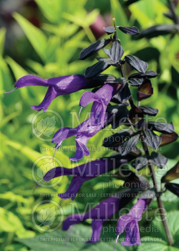 Salvia Amistad (Forsythia Sage) 6  