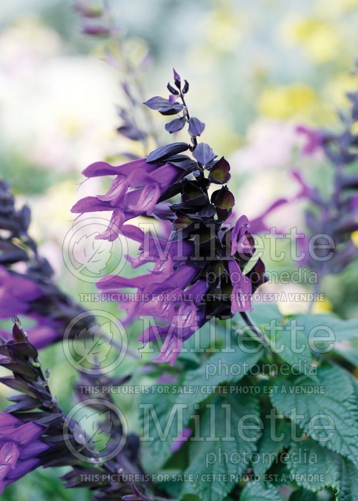 Salvia Amistad (Forsythia Sage) 9  