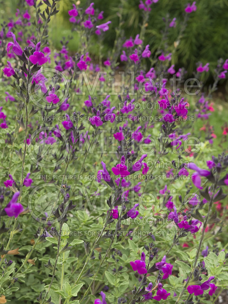 Salvia Arctic Blaze Purple (Scarlet Sage) 1 
