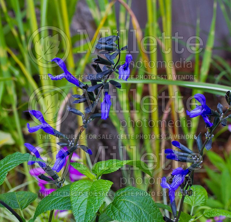 Salvia Black and Blue (Sage)  1