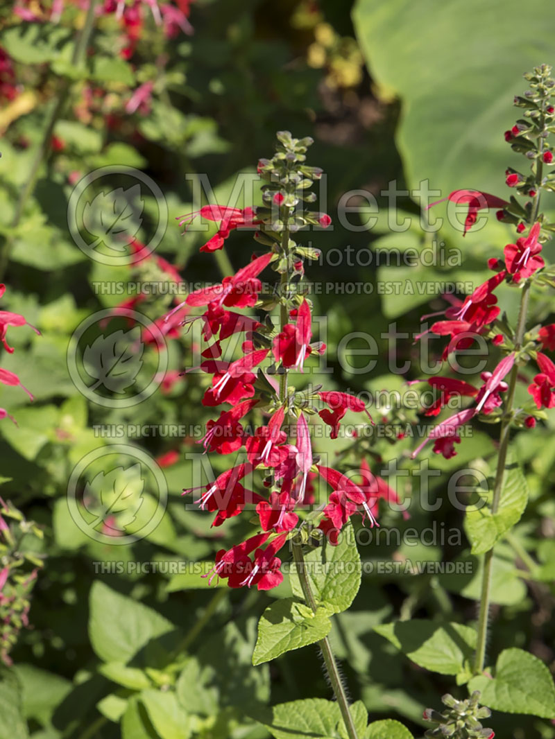 Salvia Summer Jewel Red (Scarlet Sage) 2 