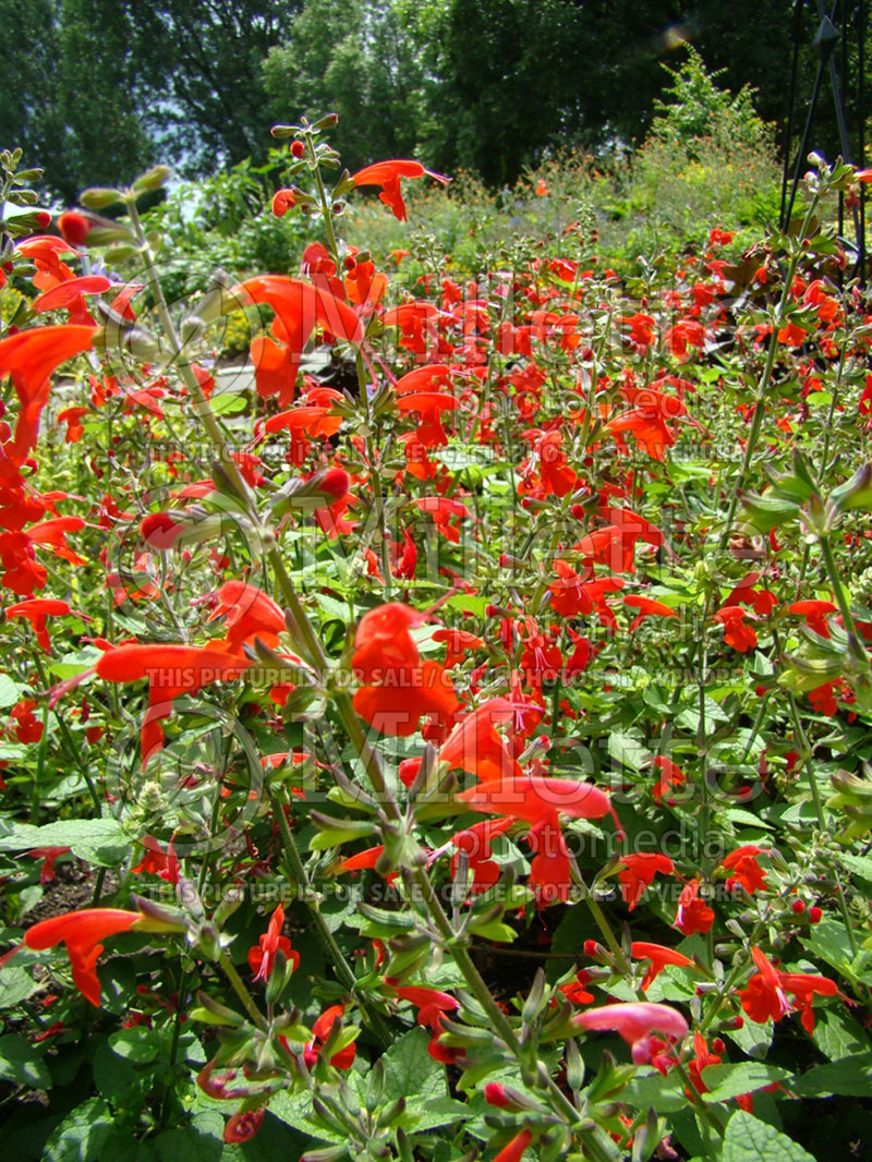 Salvia Summer Jewel Red (Scarlet Sage) 1 