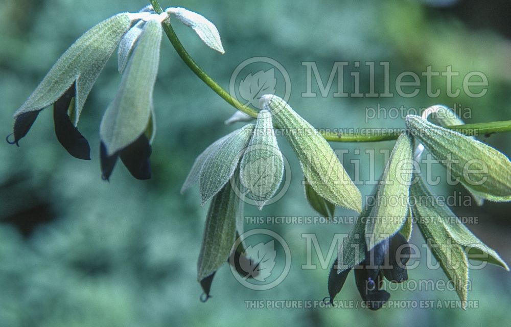 Salvia discolor (Andean silver-leaf sage) 2  