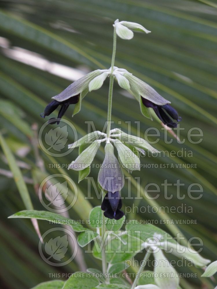 Salvia discolor (Andean silver-leaf sage) 1  