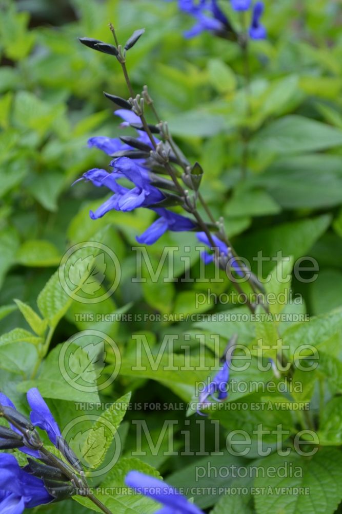 Salvia Black and Blue (Forsythia Sage) 8  