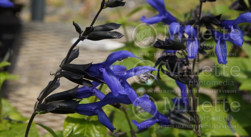 Salvia Black and Blue (Sage)  5