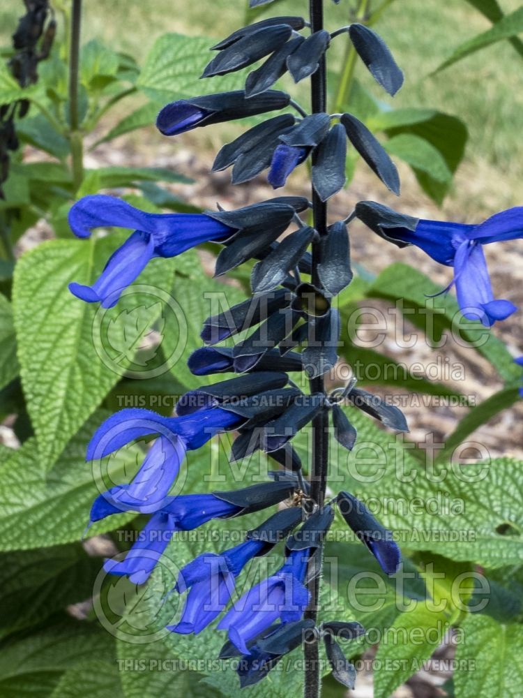 Salvia Black & Bloom (Anise-Scented Sage) 1 
