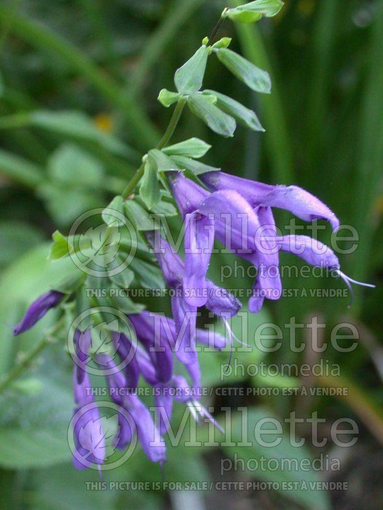 Salvia Indigo Spires (Sage) 4  