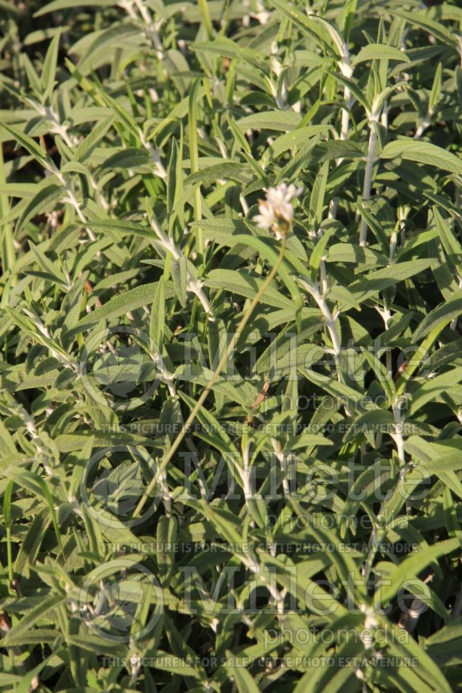 Salvia leucantha (Mexican bush sage) 1 