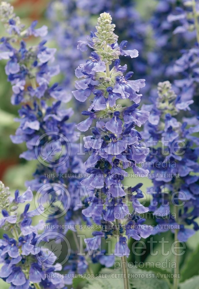 Salvia Mystic Spires Blue (sage) 2 