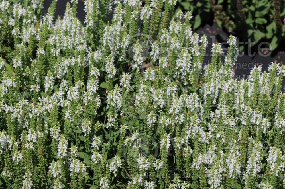 Salvia Sensation White (Sage) 2  