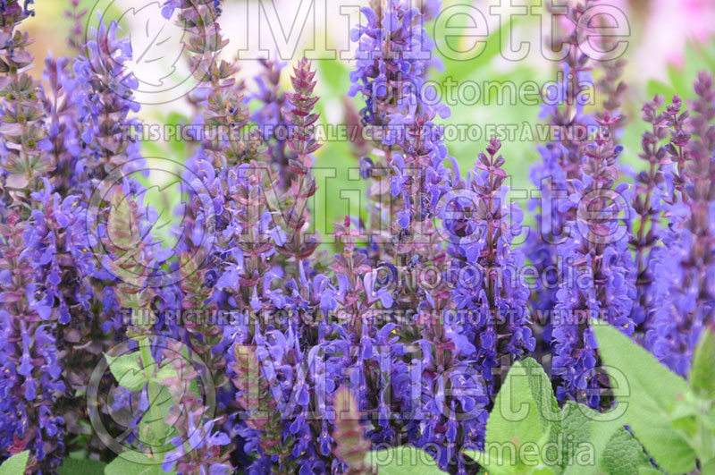 Salvia Fastbreak Violet (Sage) 1  