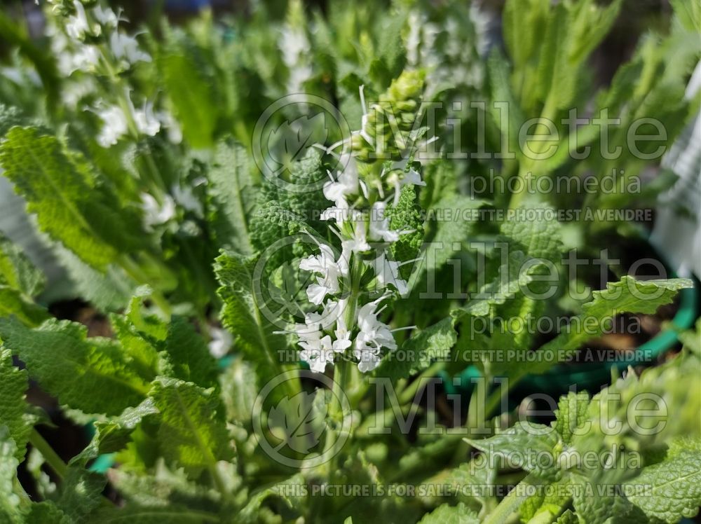 Salvia Sensation White (Sage) 4