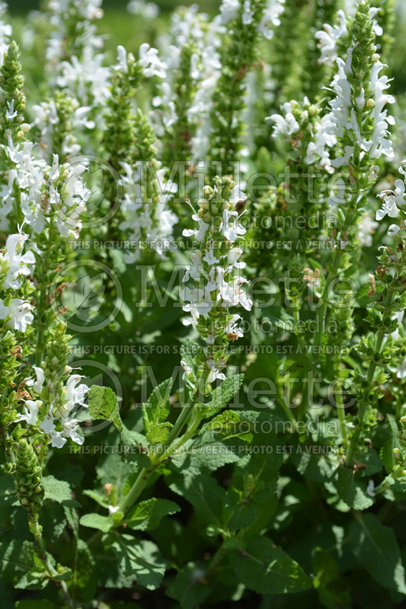Salvia Sensation White (Sage) 1  