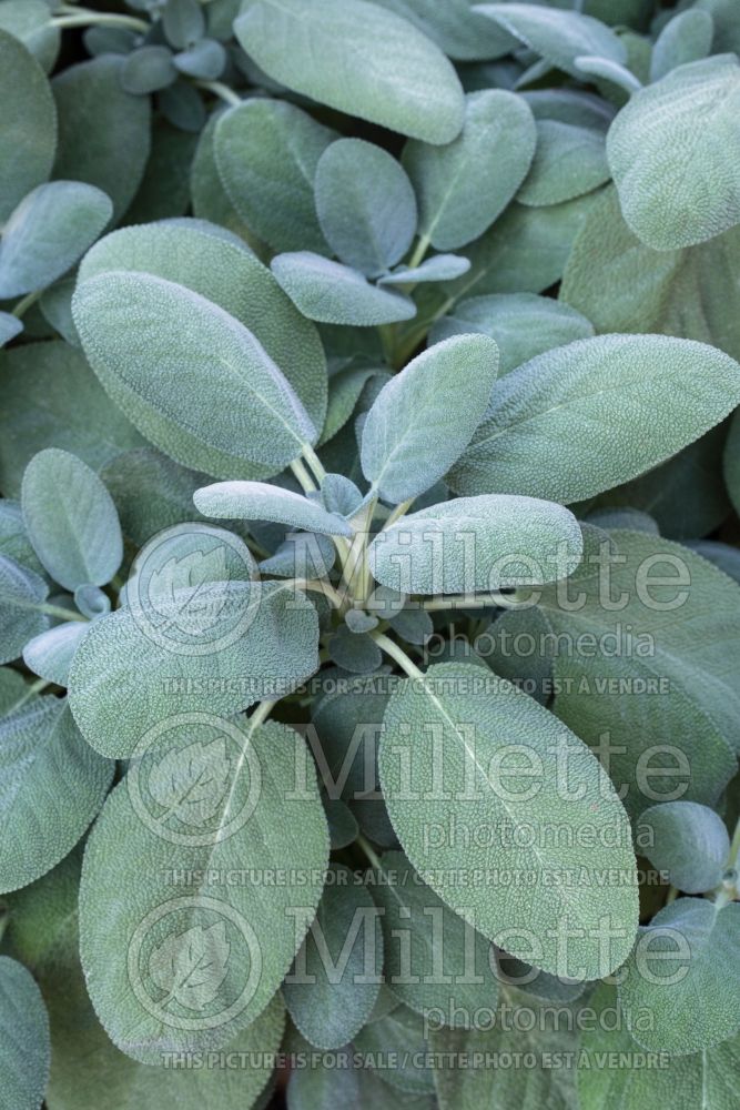 Salvia Berggarten (Sage) 2 
