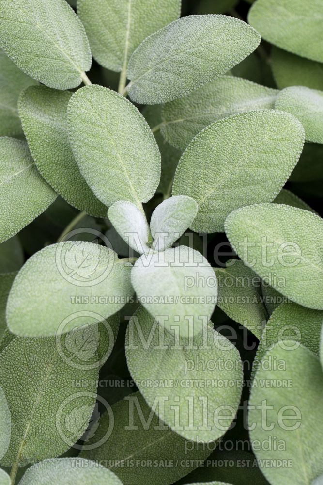 Salvia Berggarten (Sage) 5 
