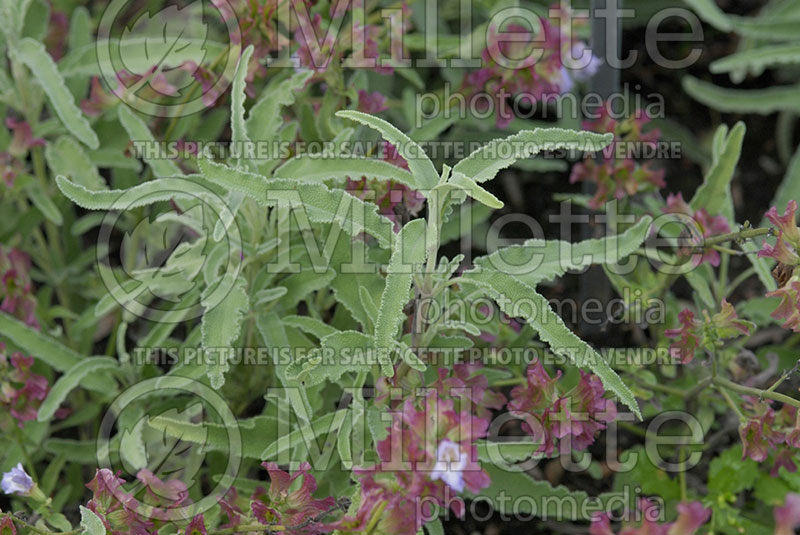 Salvia Curly (Sage) 1