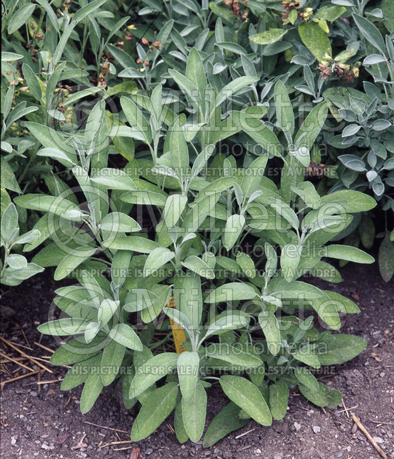 Salvia officinalis (garden sage, common sage) 1 