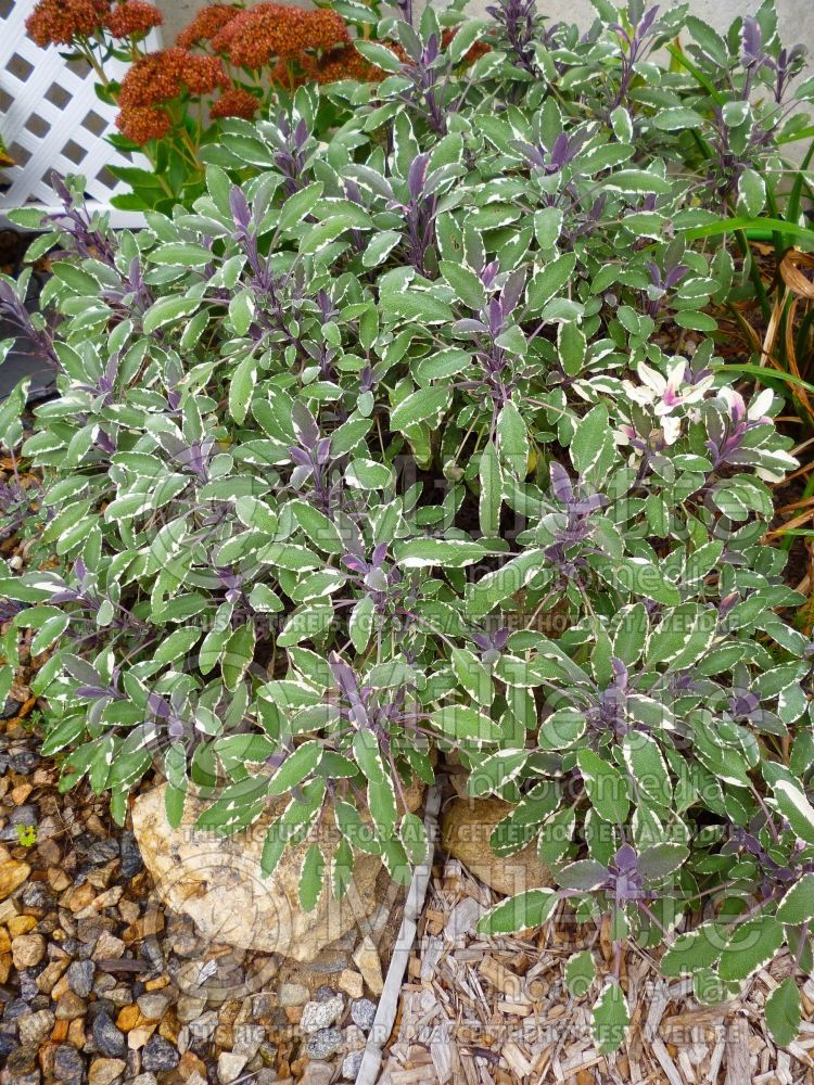 Salvia Tricolor (Sage) 2 