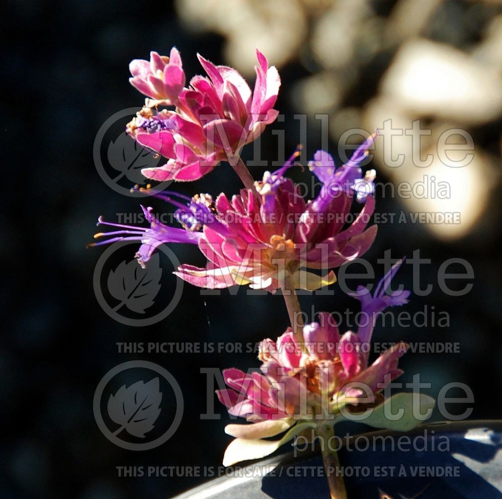 Salvia pachyphylla (Rose Sage) 3