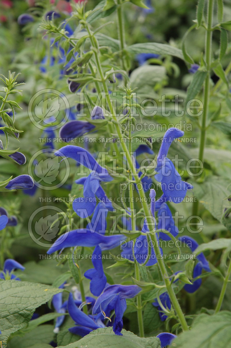 Salvia Blue Angel  (Gentian Sage) 1
